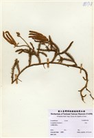 藏品(石松)的圖片